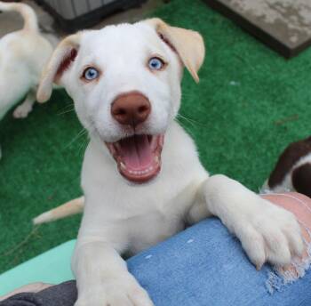 Siberian Husky and Pit Bull Terrier Dogs Available for Adoption in Silvana, Washington - Fiddlehead (Leafy Greens Litter) | PetCurious