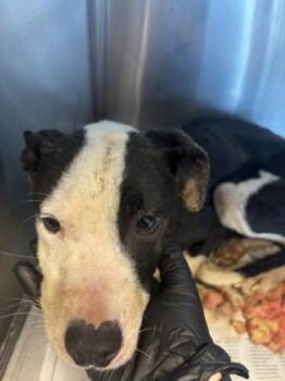 Roblox - IN FOSTER -  Mixed Breed Dog for Adoption in Chamblee, Georgia - Roblox - IN FOSTER | PetCurious