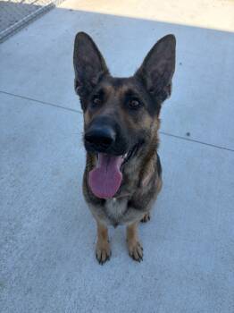 Rescue German Shepherd Dog Dogs for Adoption in Portland, Indiana - Delilah | PetCurious