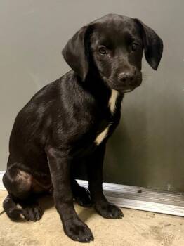 Penny -  Mixed Breed Dog for Adoption in Henderson, North Carolina - Penny | PetCurious