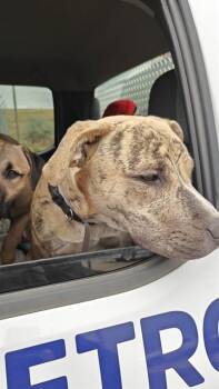 XIENNA -  Pit Bull Terrier and Labrador Retriever Dog for Adoption in Casper, Wyoming - XIENNA | PetCurious