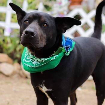 Rescue Black Labrador Retriever and Mixed Breed Dogs for Adoption in Palm Desert, California - Pawblito | PetCurious