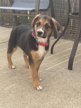 Mixed Breed and Labrador Retriever Dogs Available for Adoption in Plymouth, Michigan - Monty | PetCurious