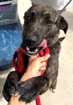 Mixed Breed Dogs Available for Adoption in Morristown, New Jersey - Ranger | PetCurious