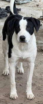 Rescue Anatolian Shepherd and Pit Bull Terrier Dogs for Adoption in Tulsa, Oklahoma - Jane | PetCurious