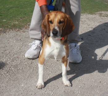 Beagle Dogs Available for Adoption in Rockwell City, Iowa - Rocket | PetCurious
