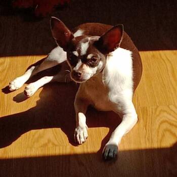 Little Bit -  Chihuahua Dog for Adoption in Rochester, Minnesota - Little Bit | PetCurious
