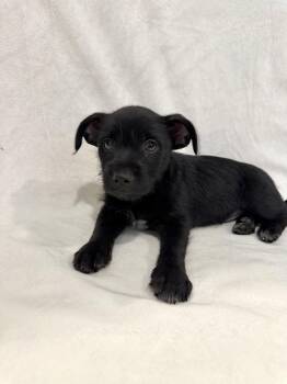 Kenny -  Chihuahua and Terrier Dog for Adoption in Ephrata, Washington - Kenny | PetCurious