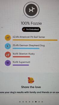 Pit Bull Terrier and German Shepherd Dog Dogs Available for Adoption in Leverett, Massachusetts - Fozzie (FOSTERED LOCALLY) | PetCurious