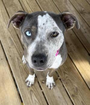 Pit Bull Terrier and German Shorthaired Pointer Dogs Available for Adoption - Honey Bunny | PetCurious