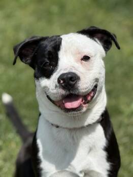 Rescue Pit Bull Terrier and Mixed Breed Dogs for Adoption in Aliquippa, Pennsylvania - DARWIN | PetCurious