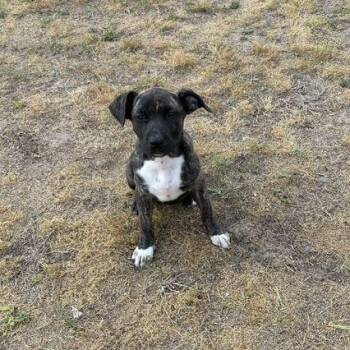 Pit Bull Terrier Dogs Available for Adoption in Valdosta, Georgia - Rio | PetCurious