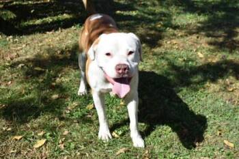Kohl -  American Bulldog and Mixed Breed Dog for Adoption in Kansas City, Missouri - Kohl | PetCurious