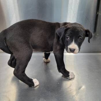 Mixed Breed Dogs Available for Adoption in Orangeburg, South Carolina - Gabby | PetCurious