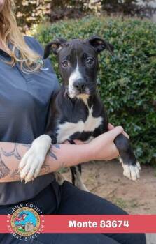 Monte -  Pit Bull Terrier Dog for Adoption in Mobile, Alabama - Monte | PetCurious