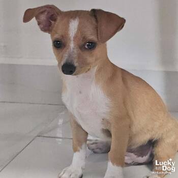 Chihuahua and Shih Tzu Dogs Available for Adoption - Fabio | PetCurious