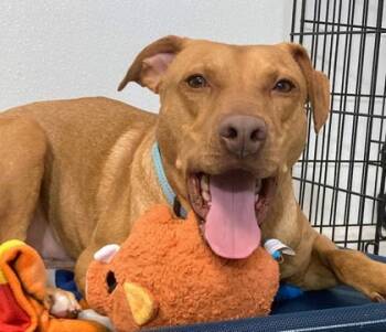 Rescue Labrador Retriever and Mixed Breed Dogs for Adoption in Morristown, New Jersey - Bull Jr | PetCurious
