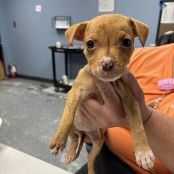 Acadia -  Mixed Breed Dog for Adoption in Saint Joseph, Missouri - Acadia | PetCurious