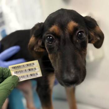 Vampire Bat -  Mixed Breed Dog for Adoption in Charleston, West Virginia - Vampire Bat | PetCurious