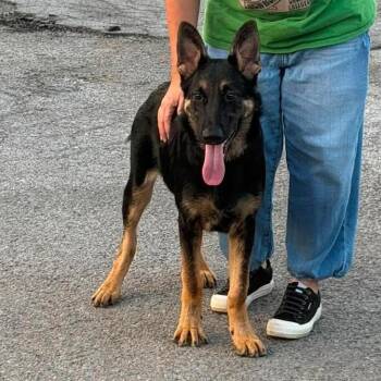 Ritz -  German Shepherd Dog and Mixed Breed Dog for Adoption in Madison, Wisconsin - Ritz | PetCurious