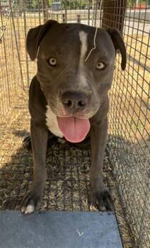 SPINNER -  Mixed Breed Dog for Adoption in Dallas, Texas - SPINNER | PetCurious