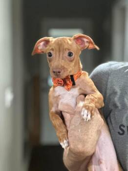 Brick -  Mixed Breed Dog for Adoption in Groveland, Massachusetts - Brick | PetCurious