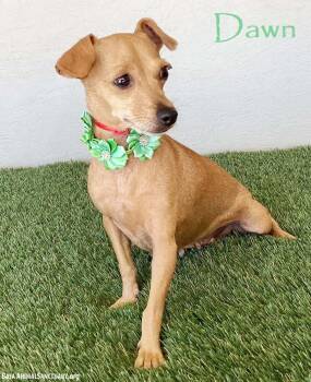 Rescue Chihuahua and Miniature Pinscher Dogs for Adoption in San Diego, California - Dawn | PetCurious