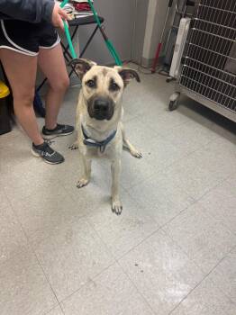 Shepherd and Black Mouth Cur Dogs Available for Adoption - Koda | PetCurious