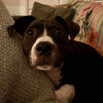 Rescue American Staffordshire Terrier Dogs for Adoption in Tampa, Florida - Layla | PetCurious