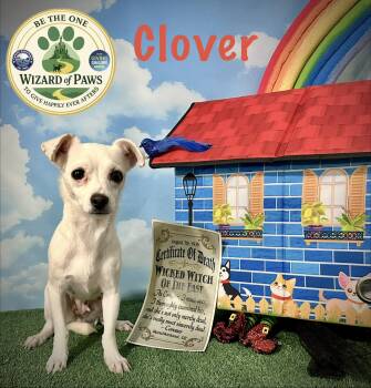 Chihuahua Dogs Available for Adoption in Arcadia, Florida - Clover | PetCurious
