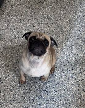 Becky -  Pug Dog for Adoption in De Pere, Wisconsin - Becky | PetCurious