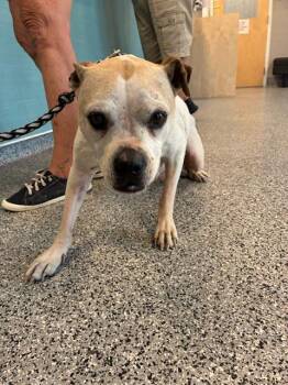 Mixed Breed Dogs Available for Adoption in Palmetto, Florida - MARLENE | PetCurious