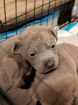 Rescue Mixed Breed Dogs for Adoption - Lamb Chop | PetCurious