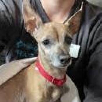Molly Monarch -  Chihuahua Dog for Adoption in Ramona, California - Molly Monarch | PetCurious