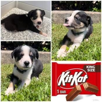 Kit Kat -  Mixed Breed Dog Available for Adoption in Spring Hill, Tennessee - Kit Kat | PetCurious