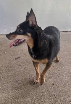 Diva -  Miniature Pinscher Dog for Adoption in Jackson, Michigan - Diva | PetCurious