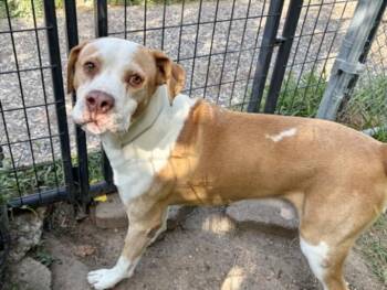 FIDO -  Labrador Retriever and Mixed Breed Dog for Adoption in Houston, Texas - FIDO | PetCurious