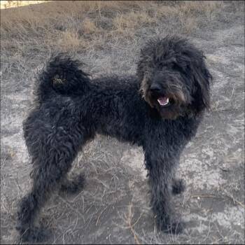 Poodle and Havanese Dogs Available for Adoption in Thompson Falls, Montana - Moe | PetCurious