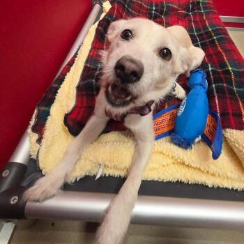 Mixed Breed Dogs Available for Adoption - Opal | PetCurious