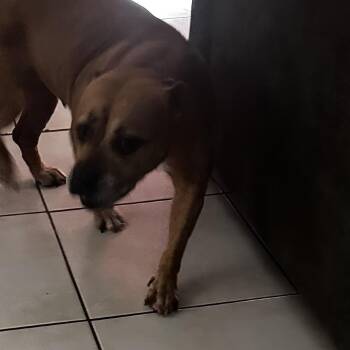 Sheeba -  Boxer Dog for Adoption in West Palm Beach, Florida - Sheeba | PetCurious