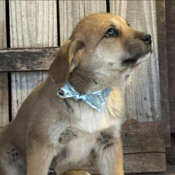 Great Pyrenees and Australian Cattle Dog Blue Heeler Dogs Available for Adoption in Otisfield, Maine - Brooks | PetCurious