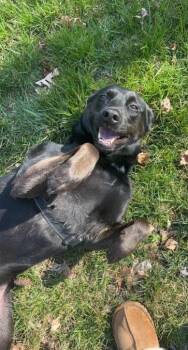 Jesse -  Australian Cattle Dog Blue Heeler Dog for Adoption in Milford, New Jersey - Jesse | PetCurious