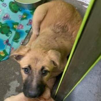 Blossom - Stray Hold Up 10/18 -  Labrador Retriever and Shepherd Dog for Adoption in Spokane, Washington - Blossom - Stray Hold Up 10/18 | PetCurious