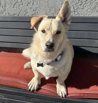 Twinkie -  Cardigan Welsh Corgi and Basset Hound Dog for Adoption in Petaluma, California - Twinkie | PetCurious