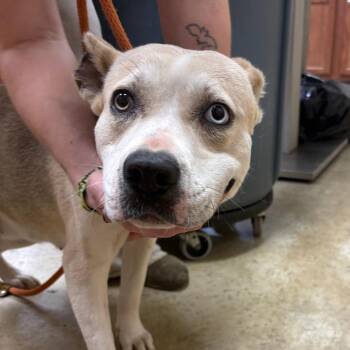 Labrador Retriever Dogs Available for Adoption in Tupelo, Mississippi - Flora - 032002U | PetCurious