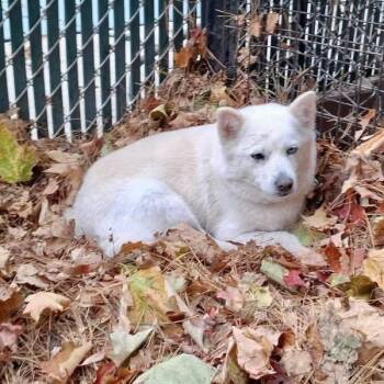 Cheesecake -  Shiba Inu Dog for Adoption in Groveland, Massachusetts - Cheesecake | PetCurious