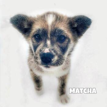 Husky and Shepherd Dogs Available for Adoption - Matcha | PetCurious