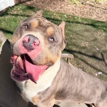 American Bulldog Dogs Available for Adoption in Newark, New Jersey - Gucci | PetCurious