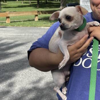 Georgie -  Chihuahua and Mixed Breed Dog for Adoption in Rockville, Maryland - Georgie | PetCurious