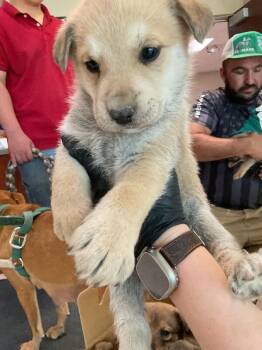 Mixed Breed Dogs Available for Adoption in Hobbs, New Mexico - Lane | PetCurious